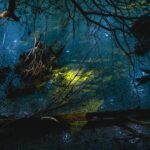 How to Photograph Birds in Flight: Settings, Autofocus & Fieldcraft