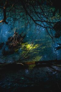Summer Nature Photography Guide: Gear, Locations & Tips (2026)