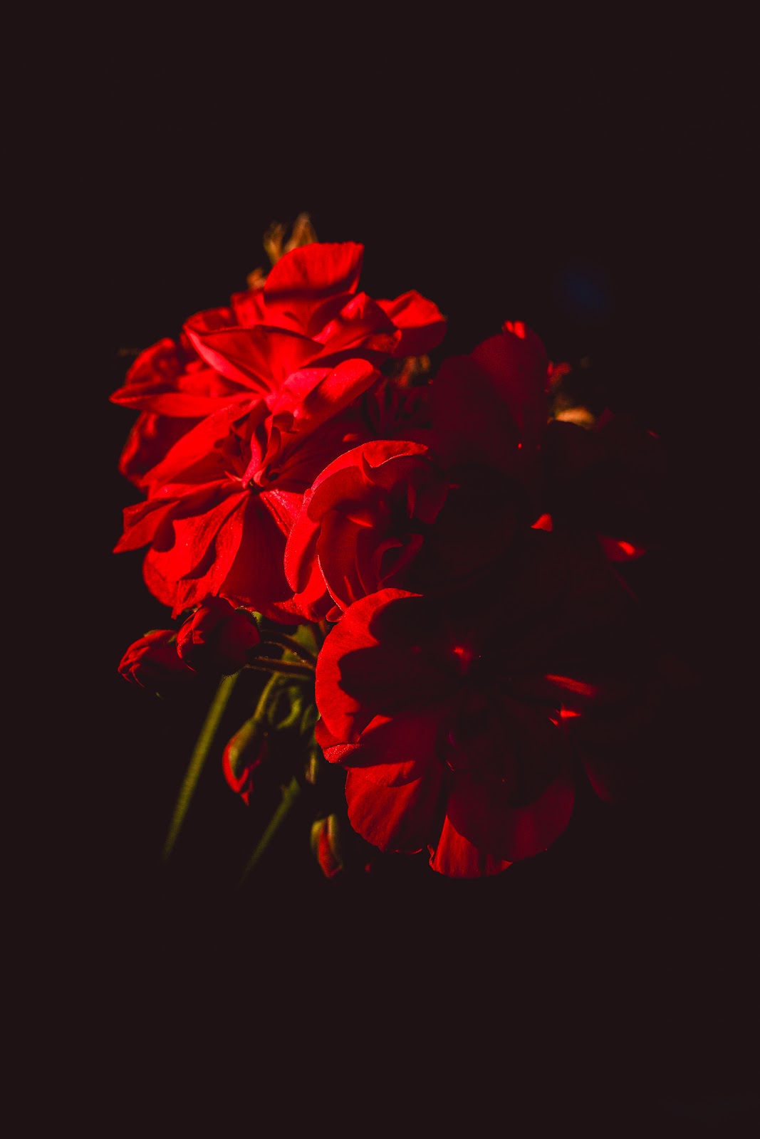 Nature photography — Bear and Large Mammal Photography Gear Guide & Safety Tips