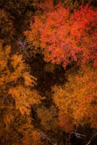 Best Gimbal Heads for Wildlife Photography (2026): 6 Picks for Telephoto Shooters