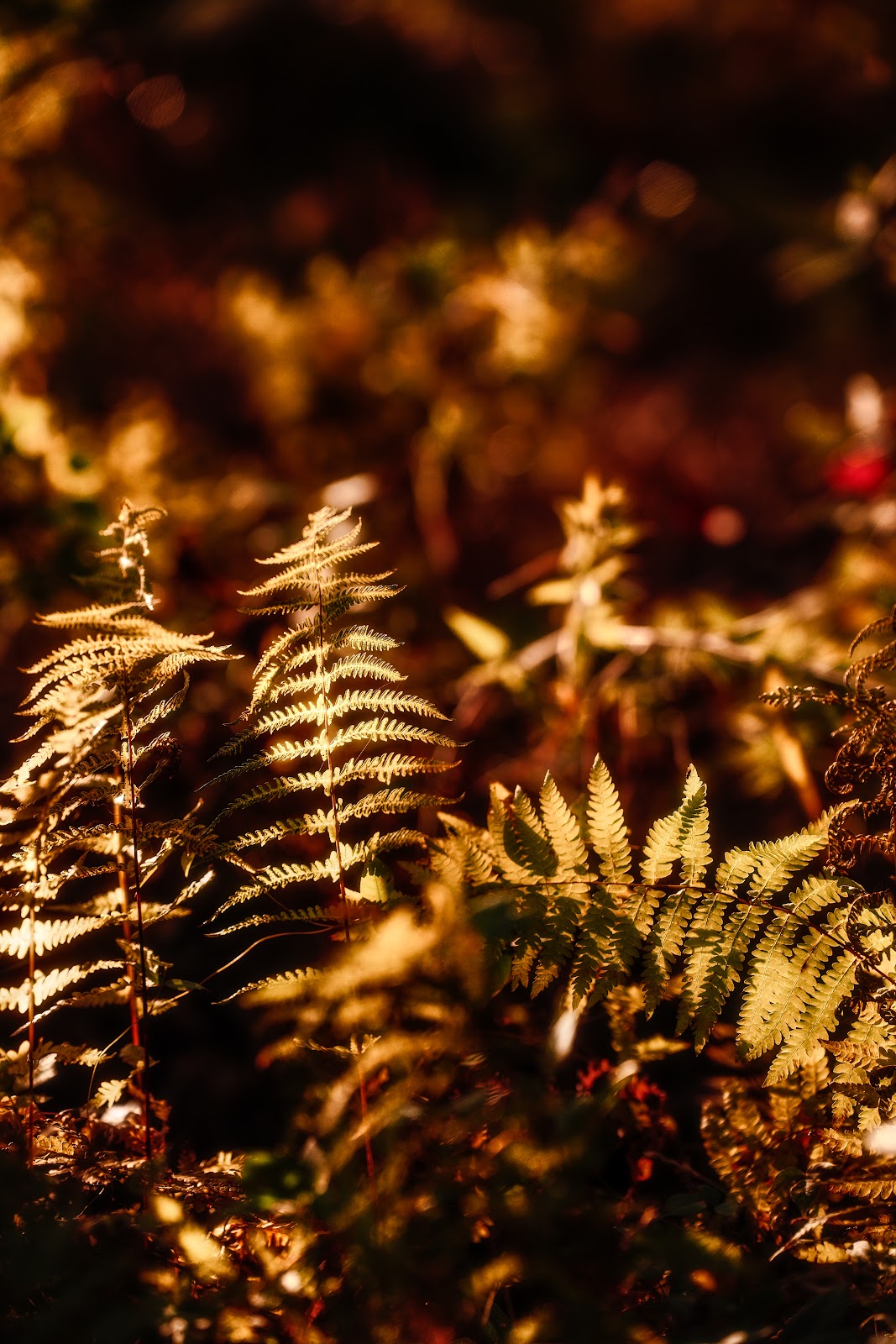 Nature photography — Best Budget Camera for Nature Photography Reddit