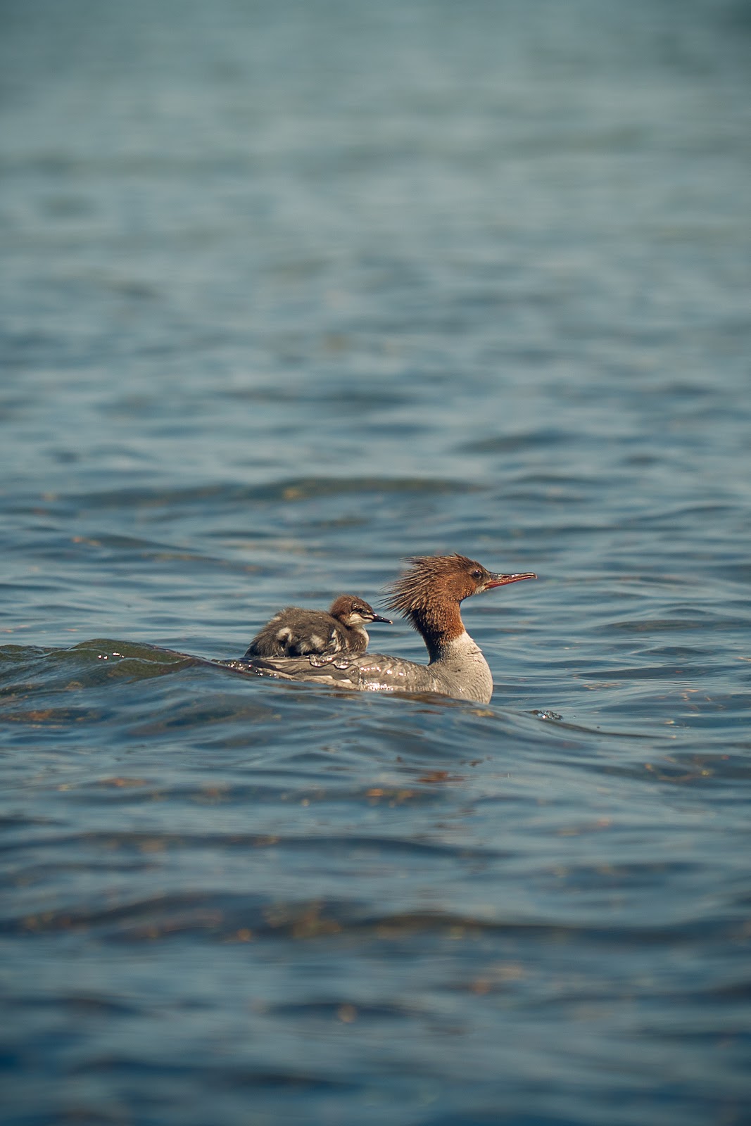 Nature photography — Best Budget Camera for Northern Lights Photography