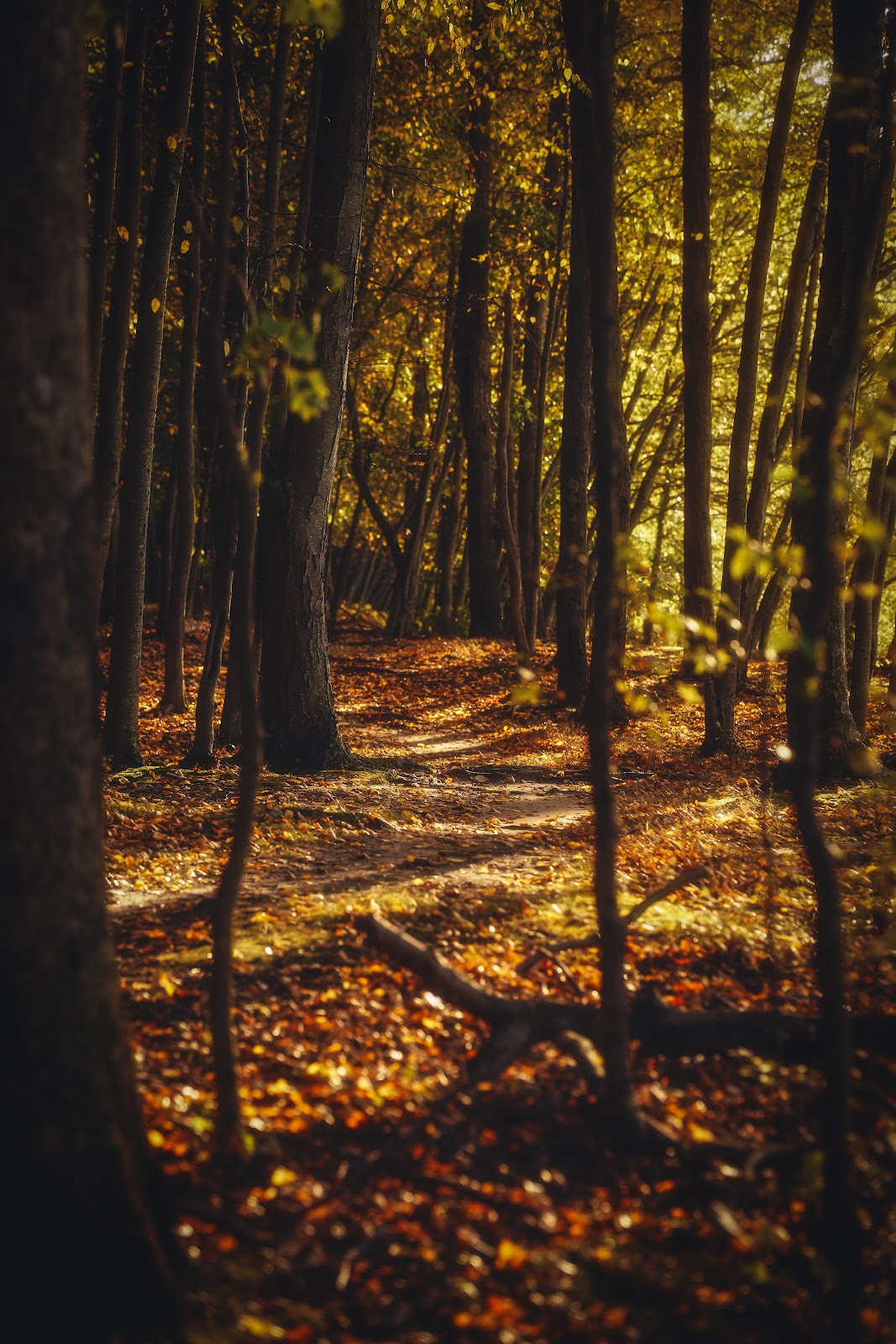 Nature photography — Best Budget Canon Camera for Landscape Photography