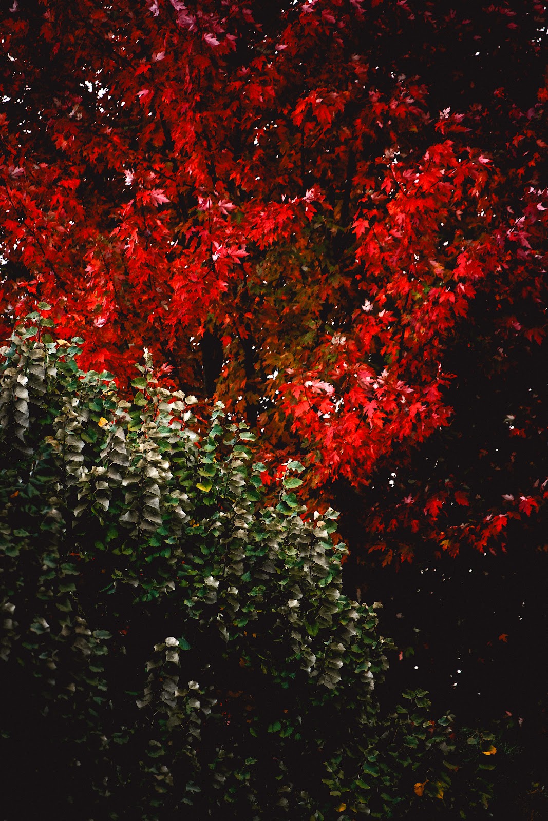 Nature photography — Best Budget Drone for Aerial Photography