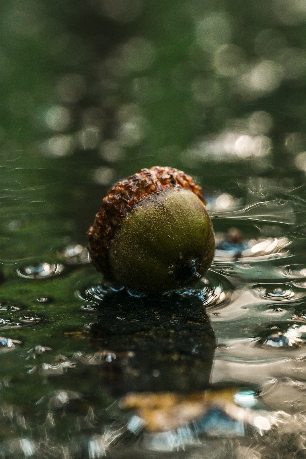 Nature photography — Best Budget Drone for Professional Photography