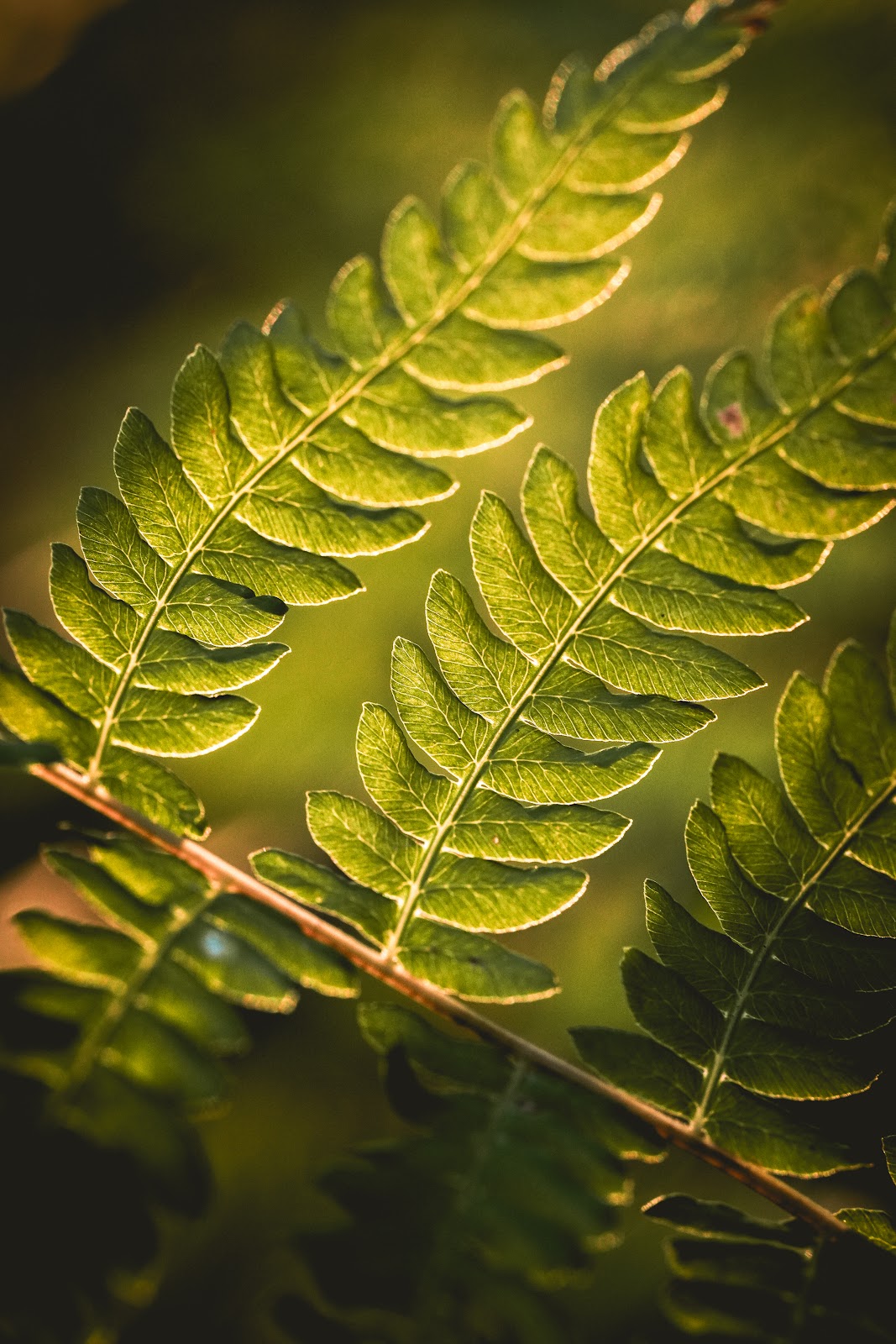 Nature photography — Best Budget Drone for Wedding Photography