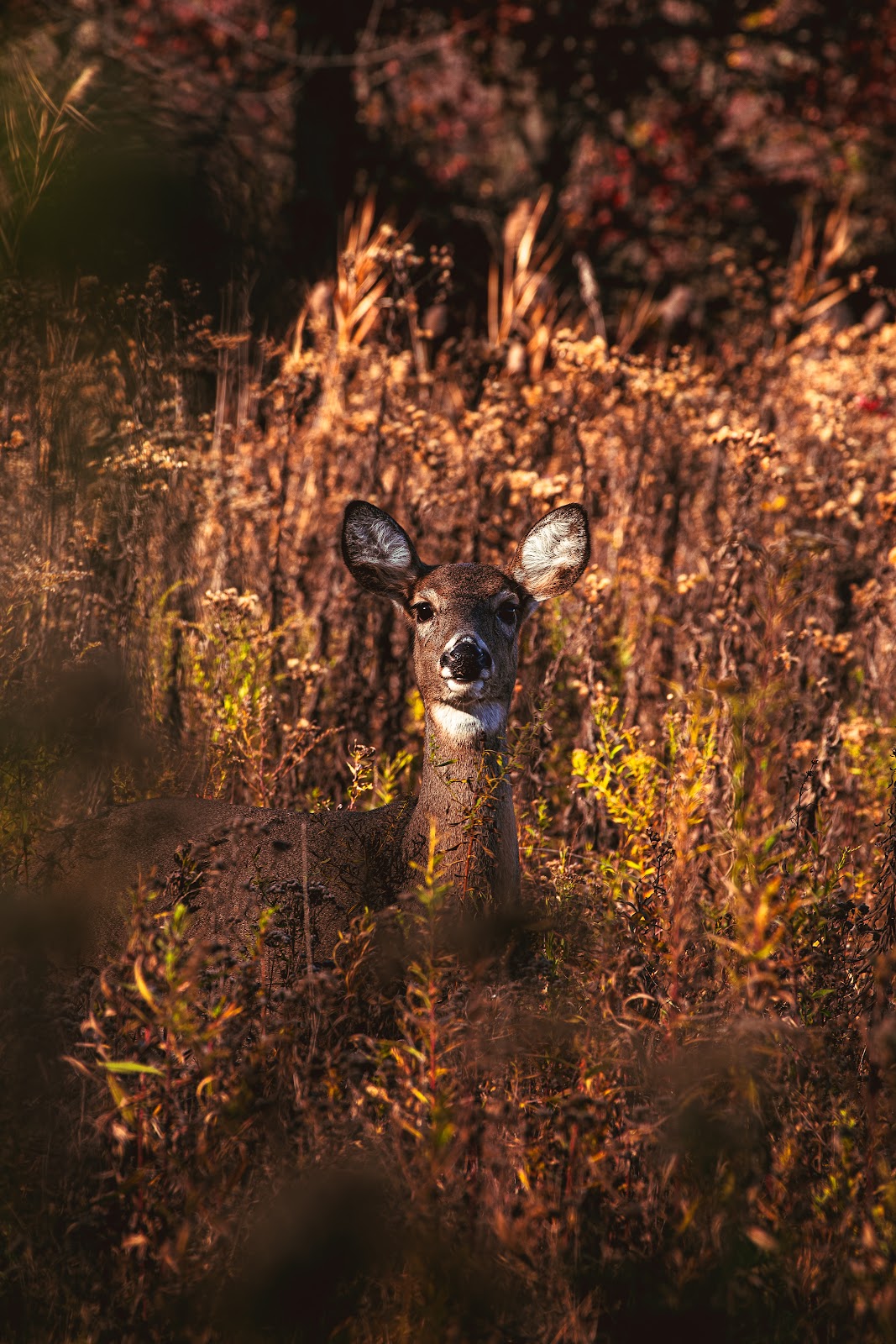 Nature photography — Best Budget Mirrorless Camera for Video Top Picks for 2026