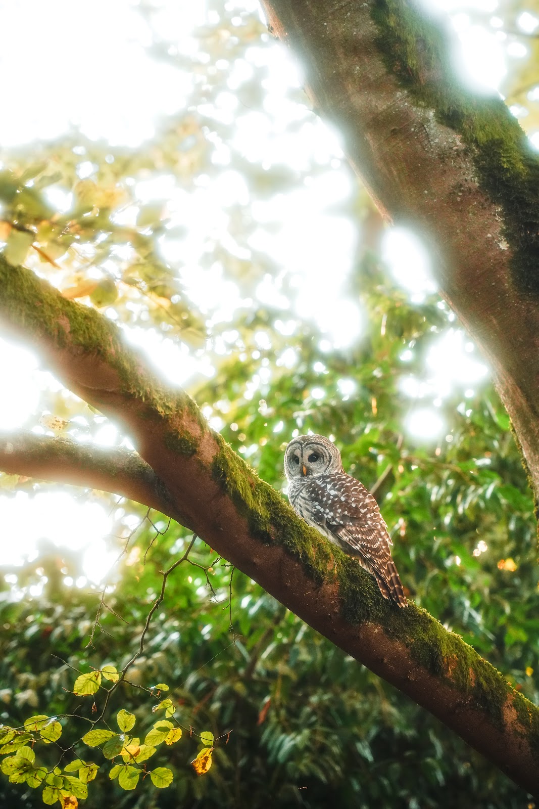 Nature photography — Best Budget Mirrorless Camera for Wildlife Photography Top Picks for 2026