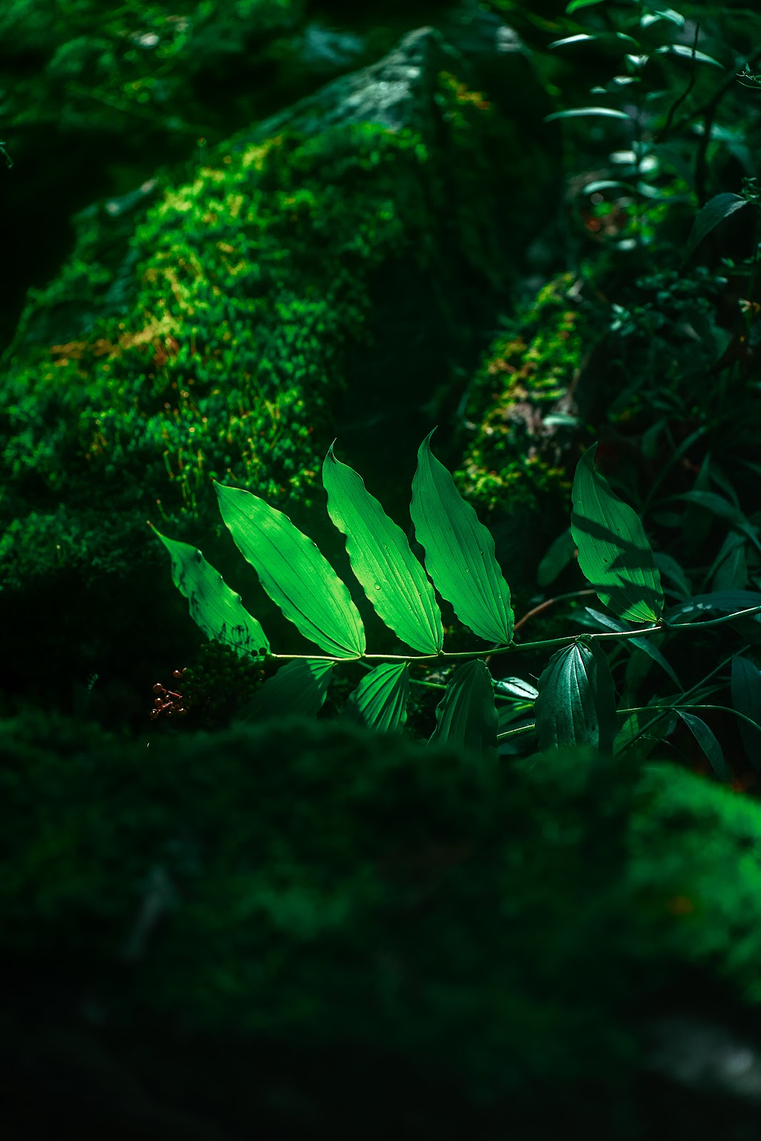 Nature photography — Best Budget Mirrorless Camera in India Top Picks for 2026