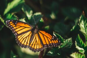 Best Camera Settings for Macro Photography: How to Photograph Flowers and Insects Up Close
