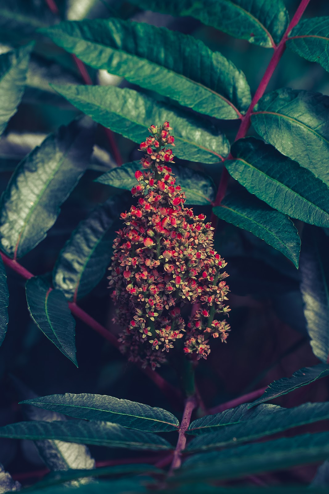 Nature photography — Best Camera Backpack for Hiking Reddit's Top Picks Tested for 2026