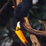 Best Digiscoping Adapters for Wildlife Photography (2026): 6 Picks for Extreme Reach on a Budget