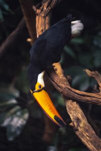 Best Digiscoping Adapters for Wildlife Photography (2026): 6 Picks for Extreme Reach on a Budget