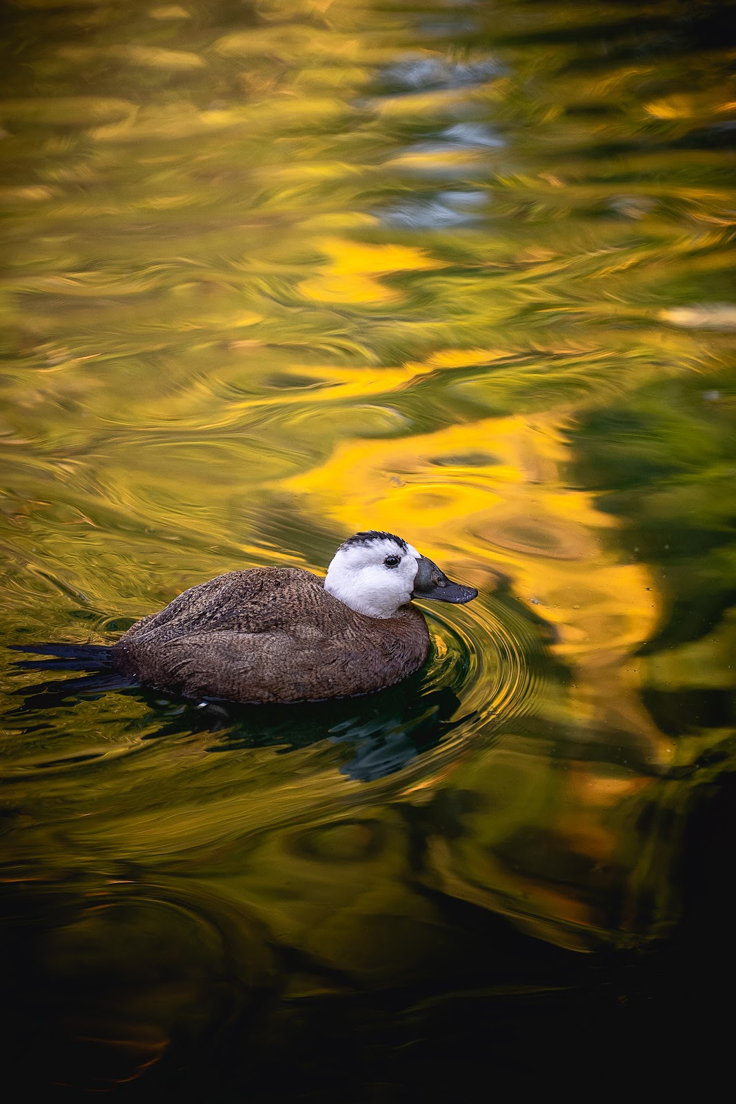 Nature photography — Best Professional Tripod for Wildlife Photography