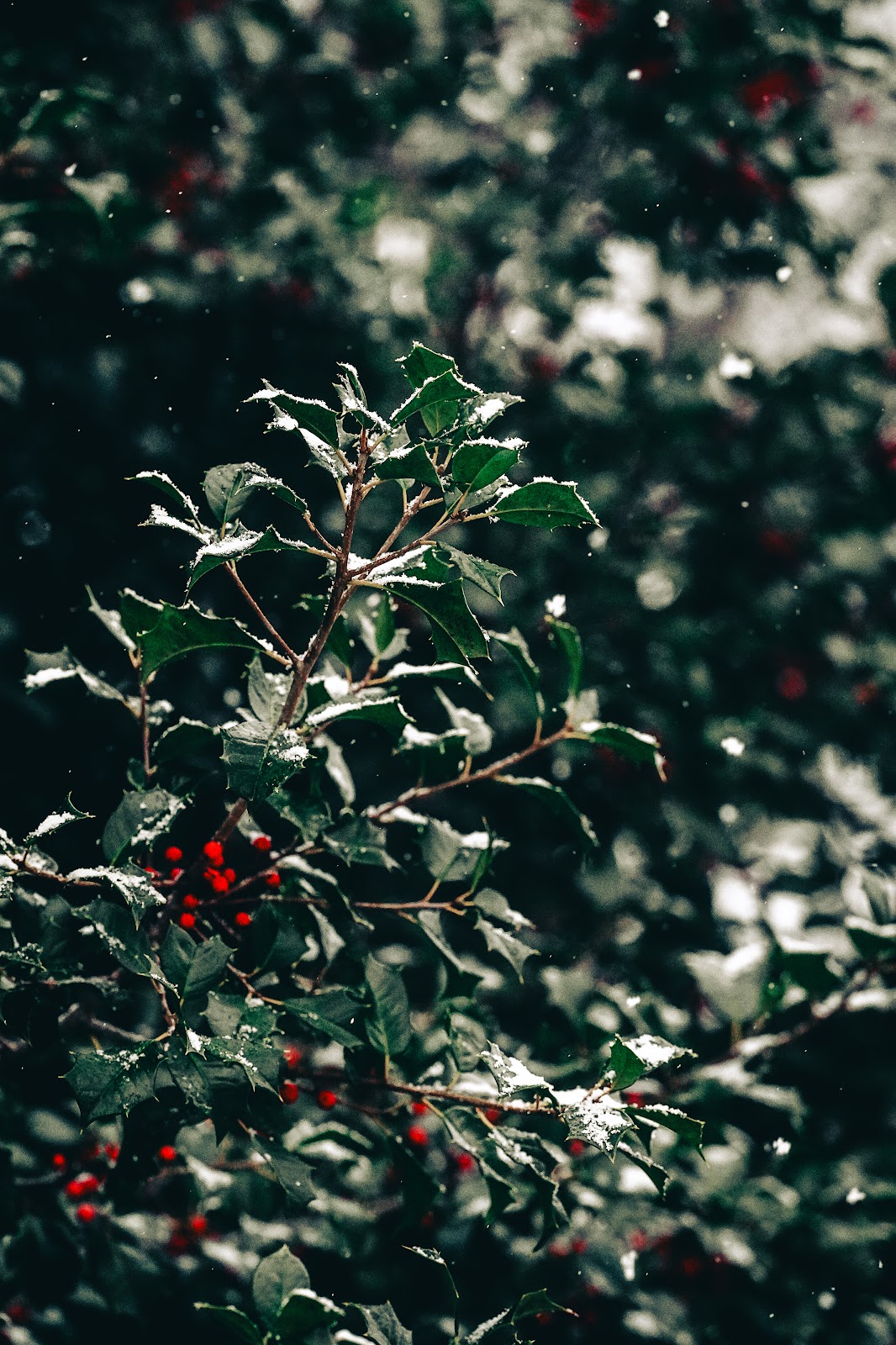 Nature photography — Best Spring Wildflower Photography Locations in the US