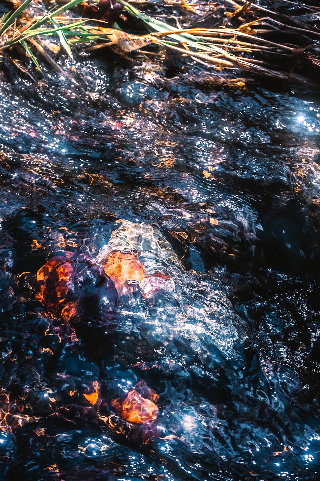 Nature photography — Best L-Brackets for Camera Tripods Why Every Landscape Photographer Needs One