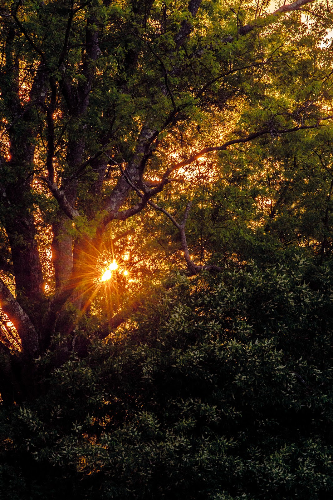 Nature photography — Wildlife Photography Starter Kit Build Your Setup on Any Budget