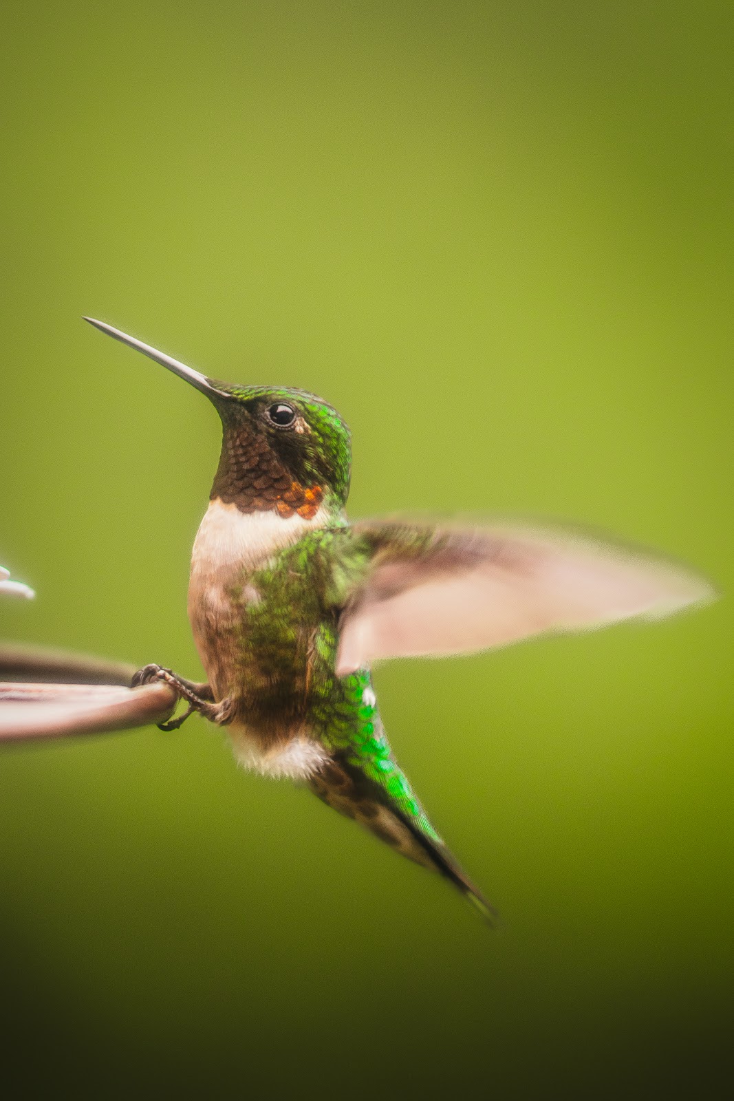 Nature photography — Best Telephoto Lenses for Bird Photography Top Picks for Every Budget