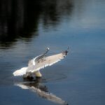 How to Photograph Birds in Flight: Settings, Autofocus & Fieldcraft