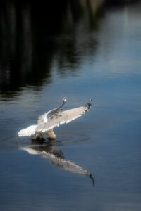 How to Photograph Birds in Flight: Settings, Autofocus & Fieldcraft