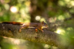 How to Get Sharp Photos With a Telephoto Lens: Technique and Settings