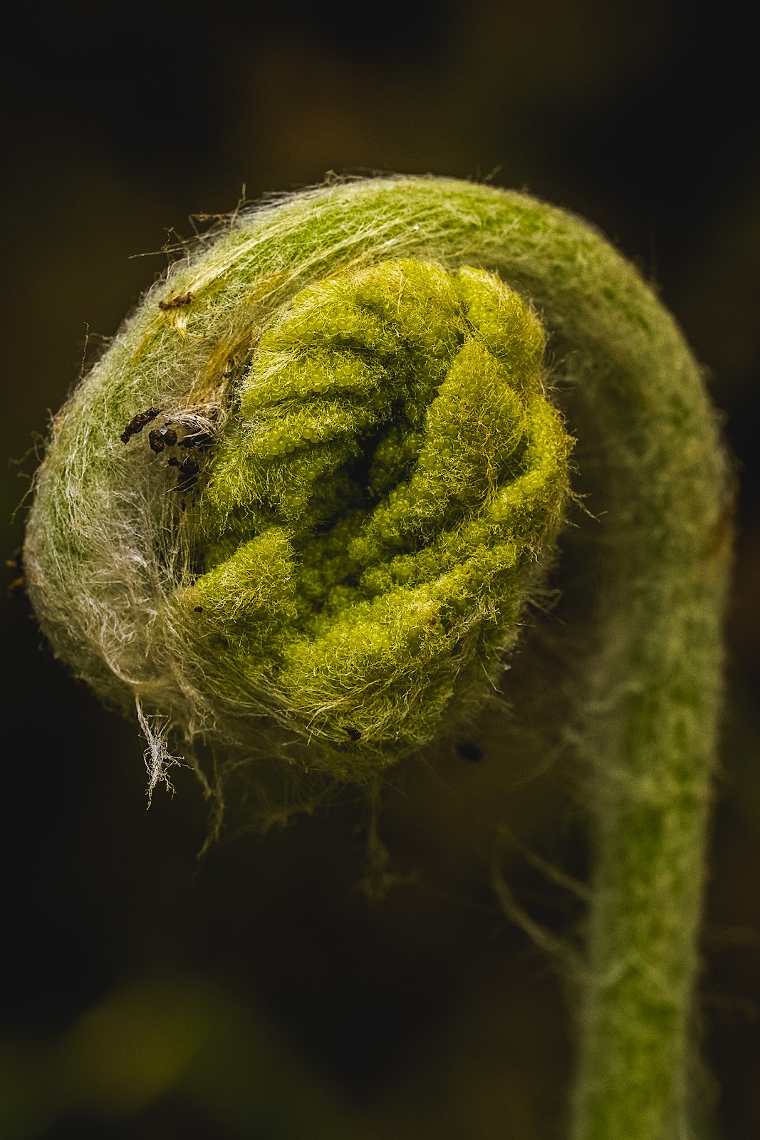 Nature photography — Best Lightroom Presets for Nature Photography Free and Paid