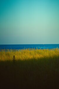 Best Cameras for Bird Photography (2026): Speed, AF, and Reach Compared