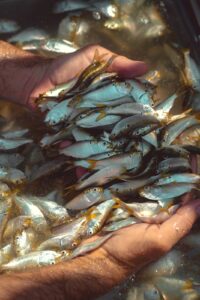 Sony Alpha vs Canon R Series for Nature Photography (2026): Which System Wins?