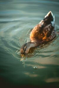 Best Gimbal Heads for Wildlife Photography (2026): 6 Picks for Telephoto Shooters