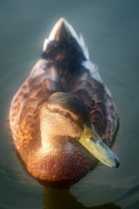Best Budget Mirrorless Camera for Wildlife Photography: Top Picks for 2026