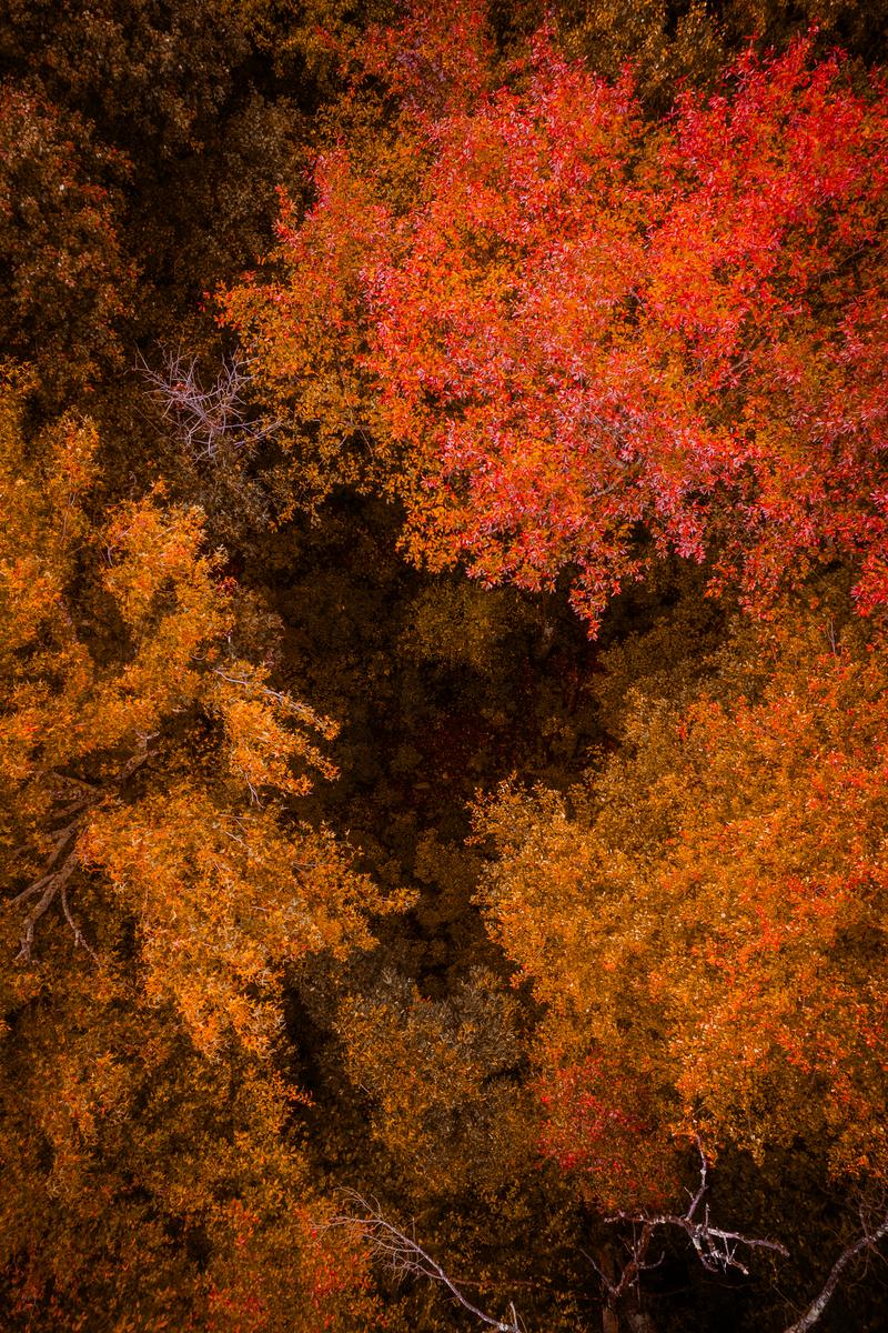Aerial S-Curve Road Autumn Forest - Fine Art Photography Print by Zeefeldt Photography