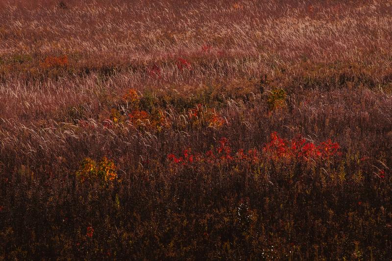 Autumn Meadow Golden Grasses - Fine Art Photography Print by Zeefeldt Photography