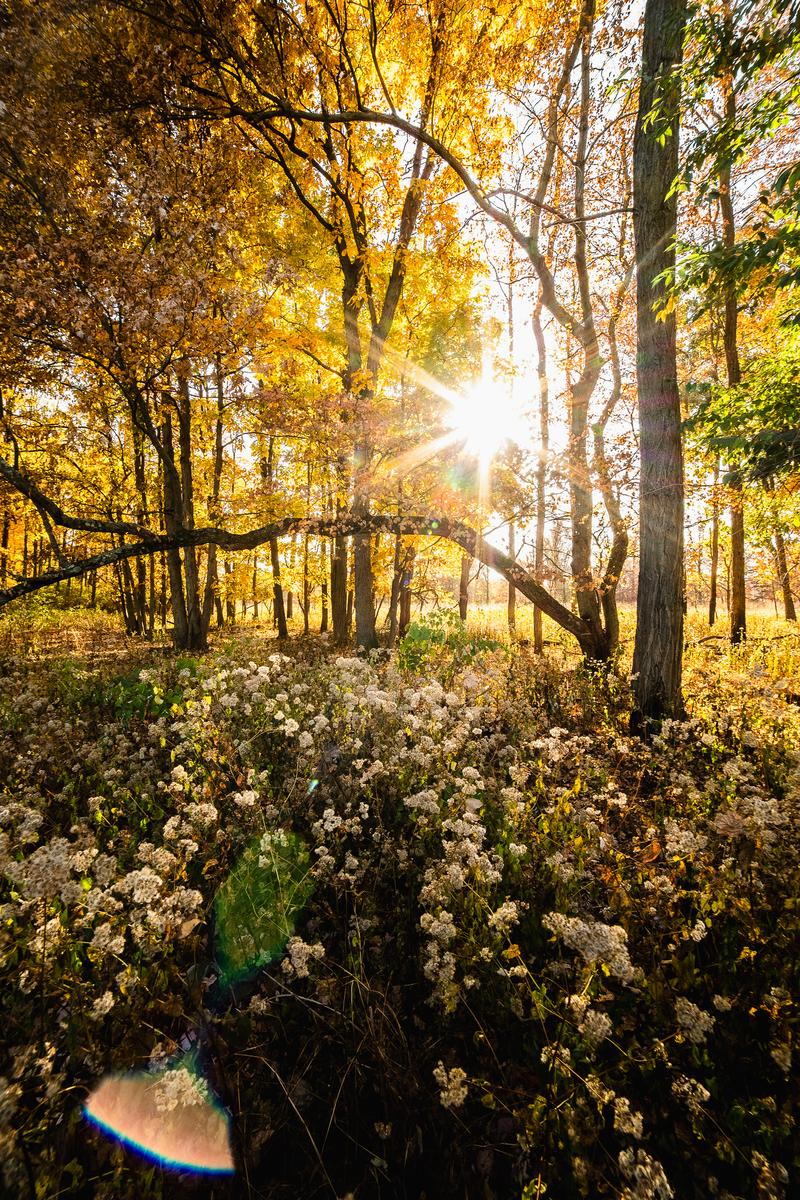 Golden Autumn Forest Sunburst - Fine Art Photography Print by Zeefeldt Photography