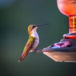 Best Digiscoping Adapters for Wildlife Photography (2026): 6 Picks for Extreme Reach on a Budget