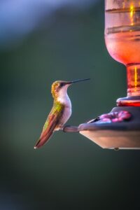 Best Digiscoping Adapters for Wildlife Photography (2026): 6 Picks for Extreme Reach on a Budget