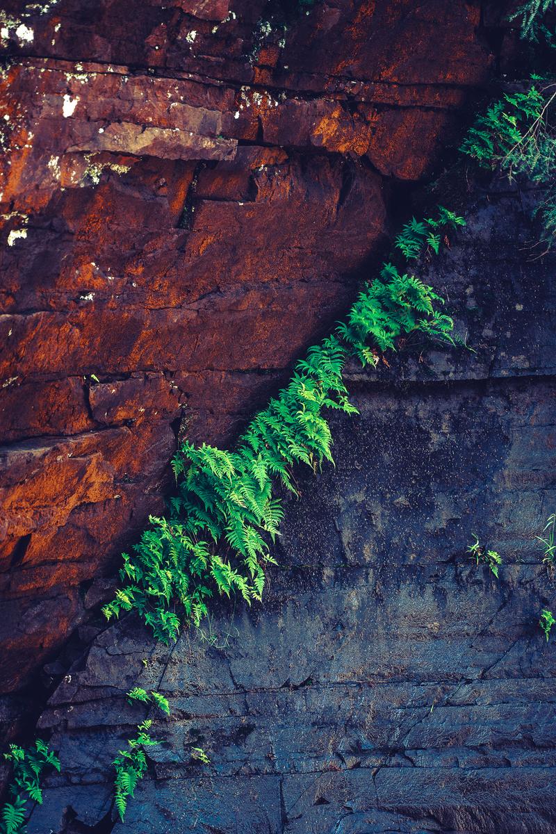 Layered Rock Ferns Sandstone - Fine Art Photography Print by Zeefeldt Photography