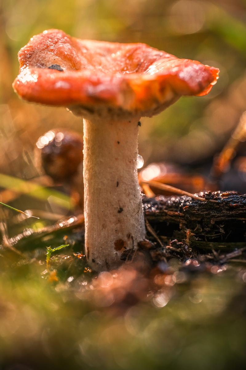 Orange Mushroom Macro - Fine Art Photography Print by Zeefeldt Photography