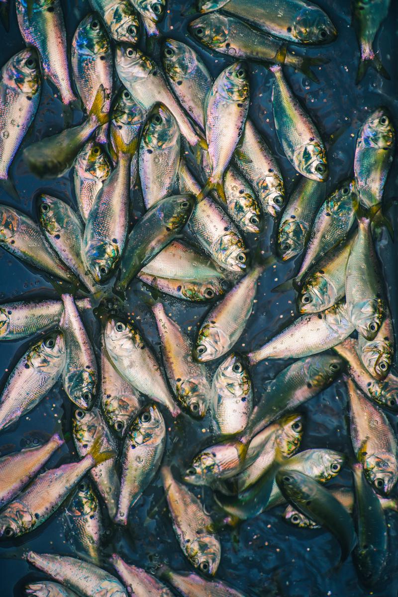 Schooling Silver Fish - Fine Art Photography Print by Zeefeldt Photography