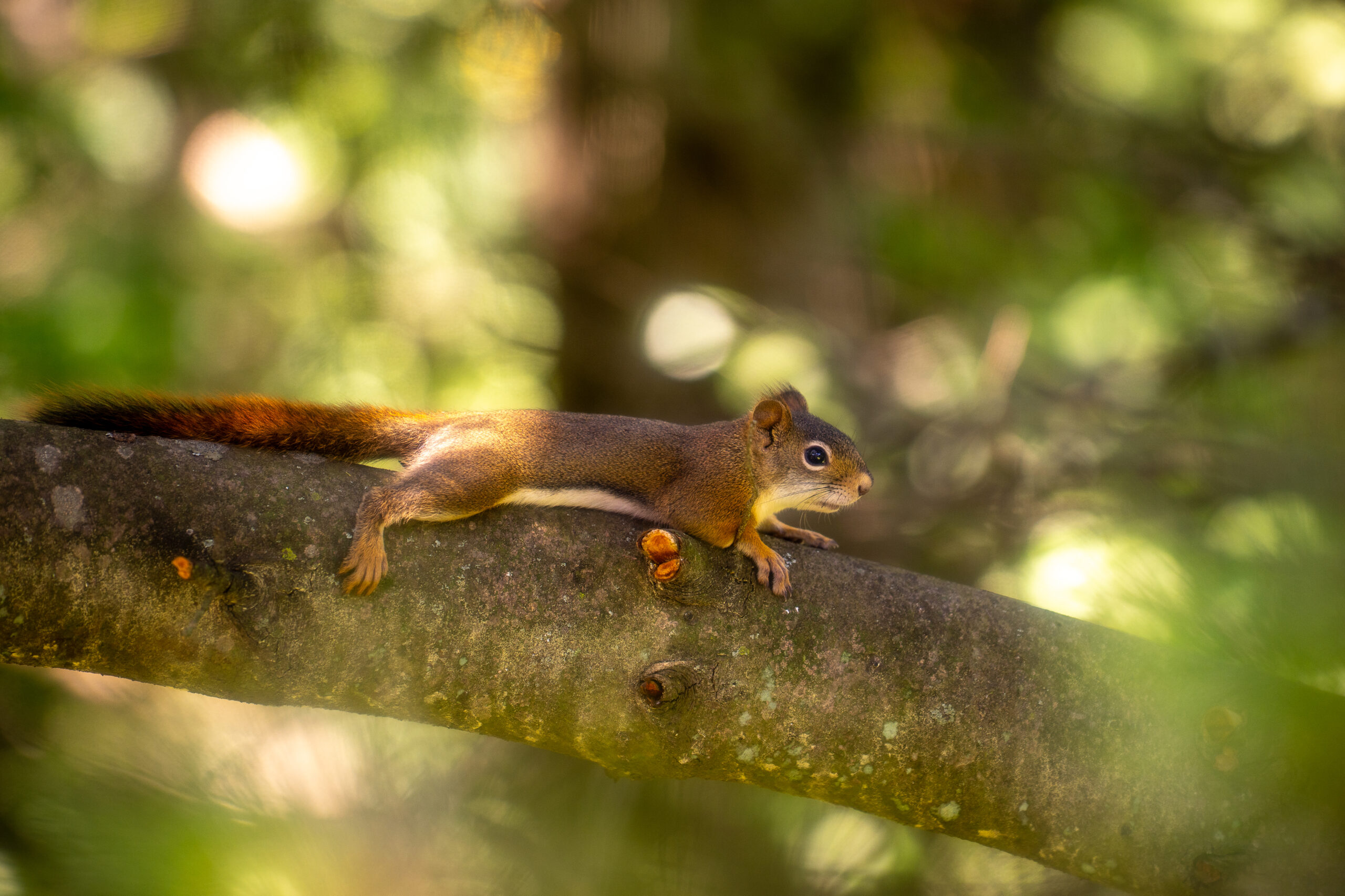 Squirrel on a branch photographed with the Sony α7R V