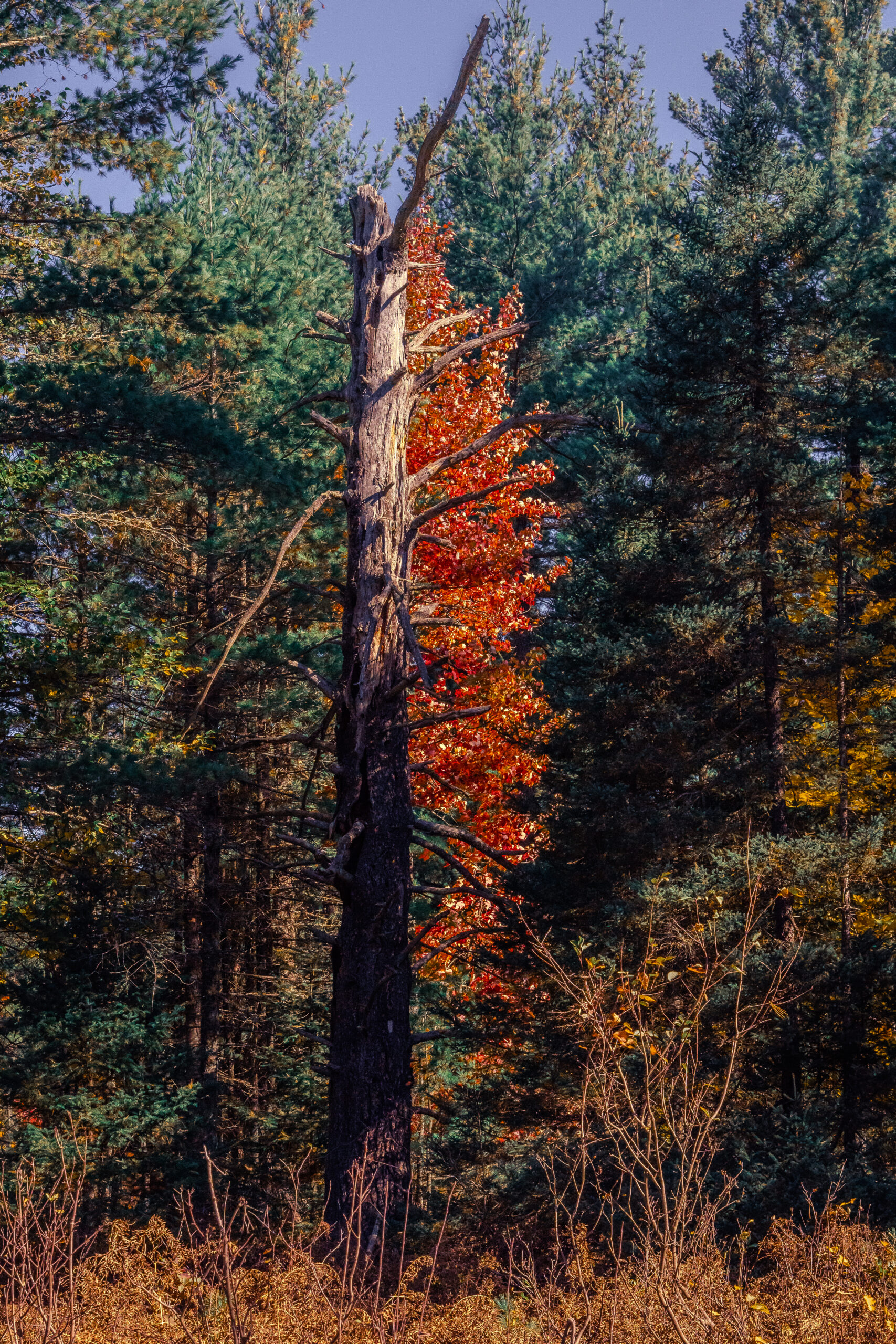 Autumn tree in a forest photographed with the Sony α7R V