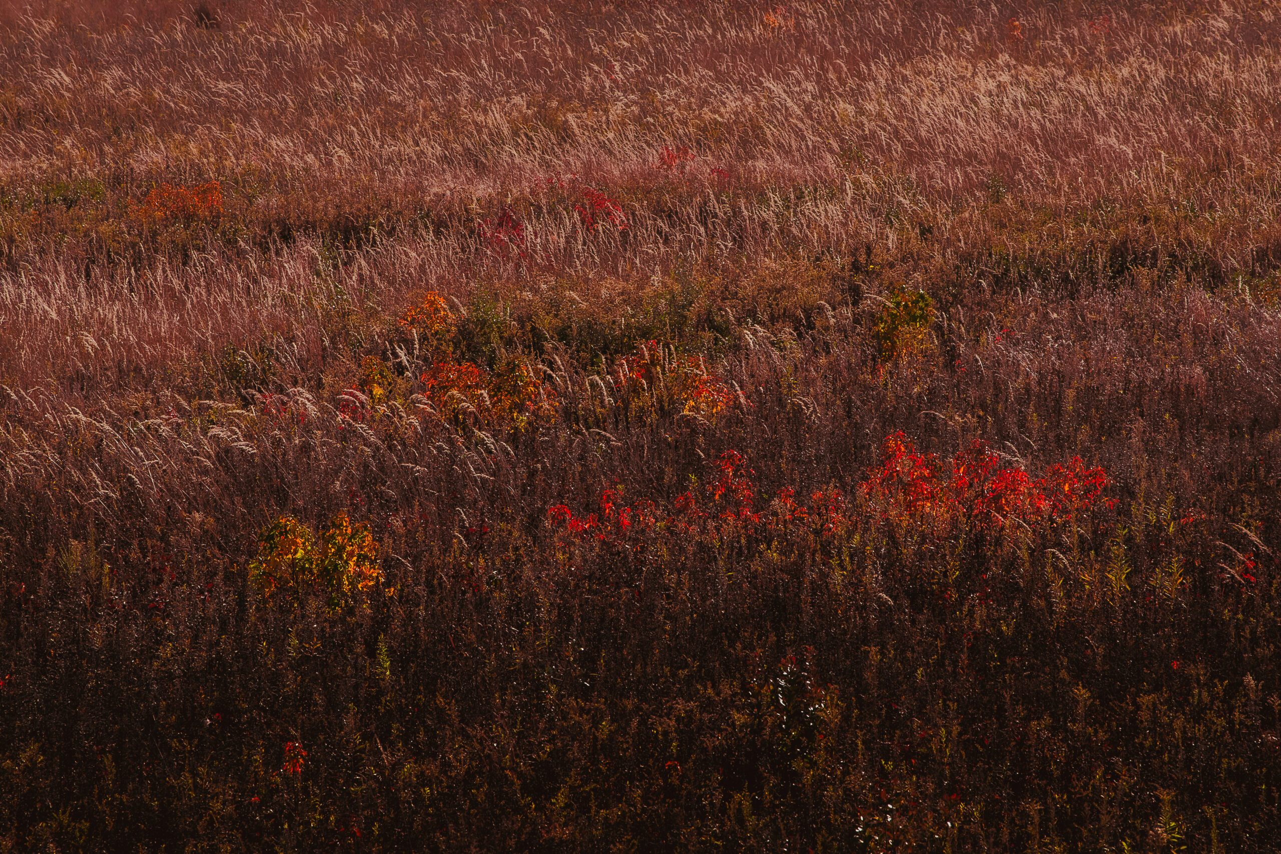 Through the Fall Meadow photographed with the Sony α7R V